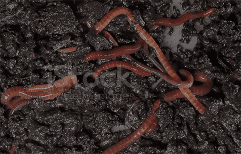 earthworms 1