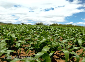 4 weeks old maize vermicompost Vermifoliar Chipinge