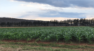 Maize at McIntyre ESTATE near NORTON. grown using vermicompost - vermifoliar and addition of COMPOUND D as basal dressing.