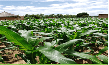 Maize grown using vermicompost and vermifoliar in Chikomba district