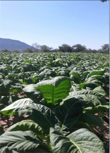 Tobacco grown in season 2018-19 in Hurungwe Karoi at reduced levels of rainfall